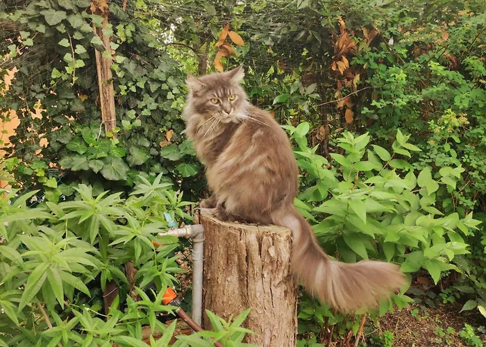 Oda ve Kahvaltı Ca' Moni - 4*