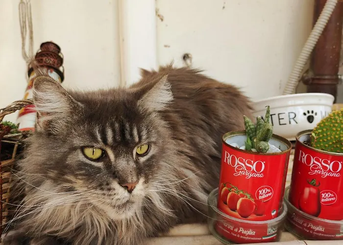 Bed & Breakfast Ca' Moni - 4*