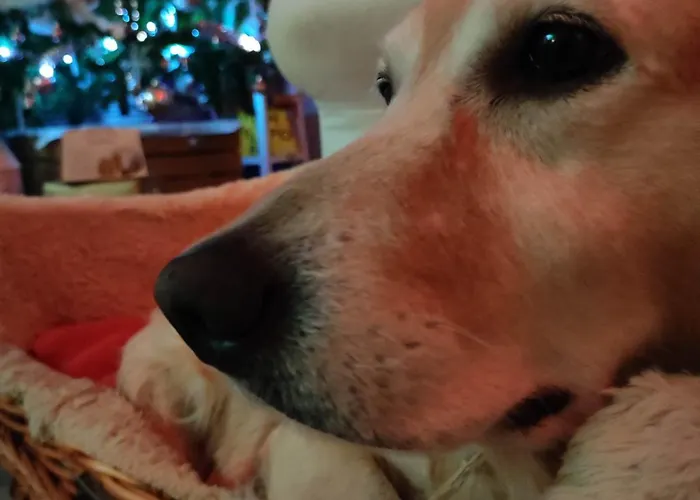 Bed & Breakfast Ca' Moni - 4*